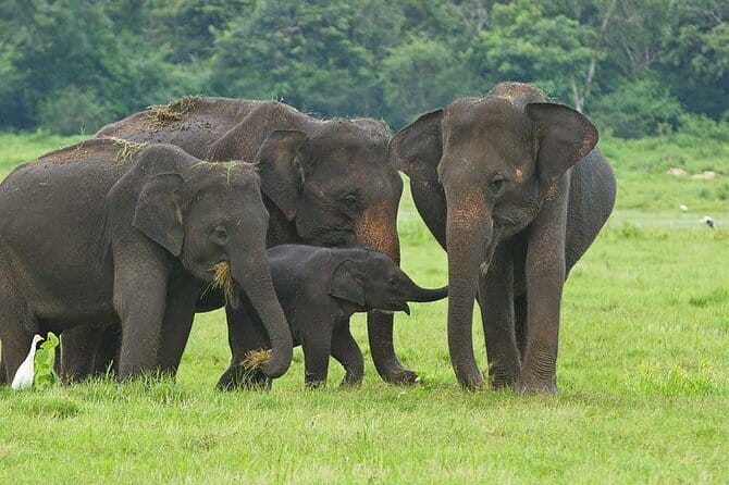 Hikkaduwa/ Galle/ Mirissa : With Udawalawe safari - Day trip - Key points at a glance