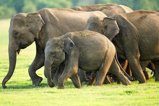 Hikkaduwa/ Galle/ Mirissa : With Udawalawe safari - Day trip - Why Udawalawe makes a good coastal day trip