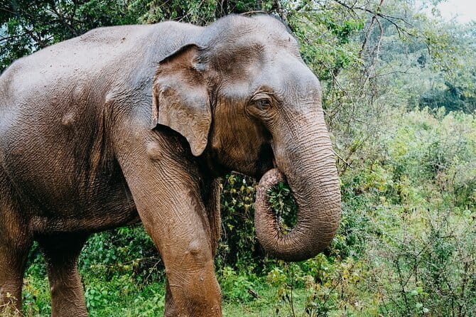 Hikkaduwa/ Galle/ Mirissa : With Udawalawe safari - Day trip - Why the private format matters