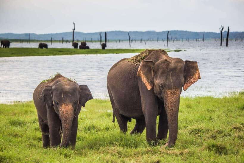 Hikkaduwa/Galle/Weligama/Mirissa/Tangalle: Udawalawa Safari - Choosing your safari start time