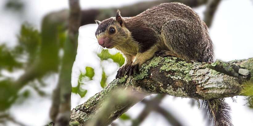 Hikkaduwa/Galle/Weligama/Mirissa/Tangalle: Yala Safari Tour - Should you book it?