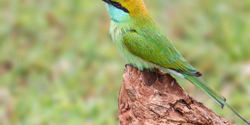 Hikkaduwa/Galle/Weligama/Mirissa/Tangalle: Yala Safari Tour - From your hotel to Yala National Park