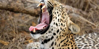 Hikkaduwa/Galle/Weligama/Mirissa/Tangalle: Yala Safari Tour