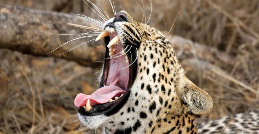 Hikkaduwa/Galle/Weligama/Mirissa/Tangalle: Yala Safari Tour - Who should book this Yala day trip?