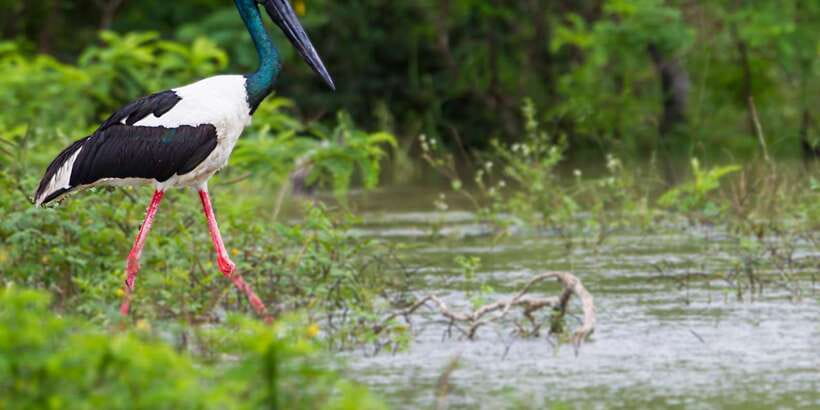 Hikkaduwa/Galle/Weligama/Mirissa: Yala National Park Safari - Who should book this Yala safari?