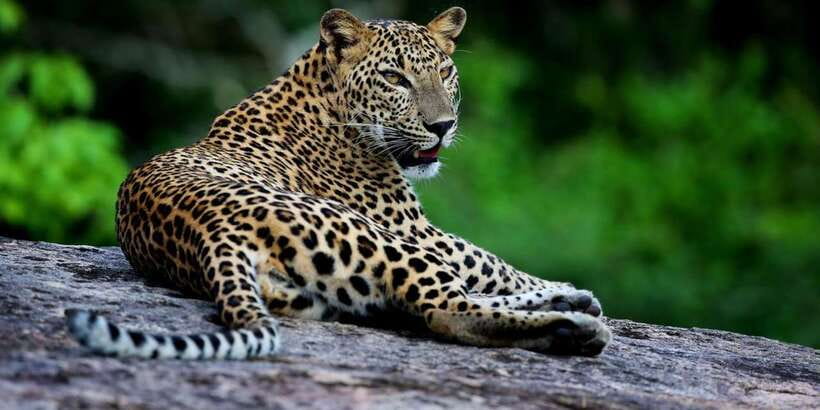 Hikkaduwa/Galle: Yala National Park Jeep Safari Day Tour - What the private vehicle adds