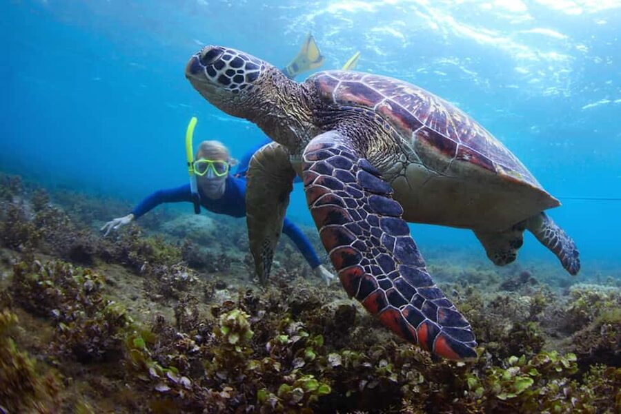 Hikkaduwa Snorkeling Tour: 2 Hours of Underwater Adventure - Why Hikkaduwa works well for a short snorkeling trip