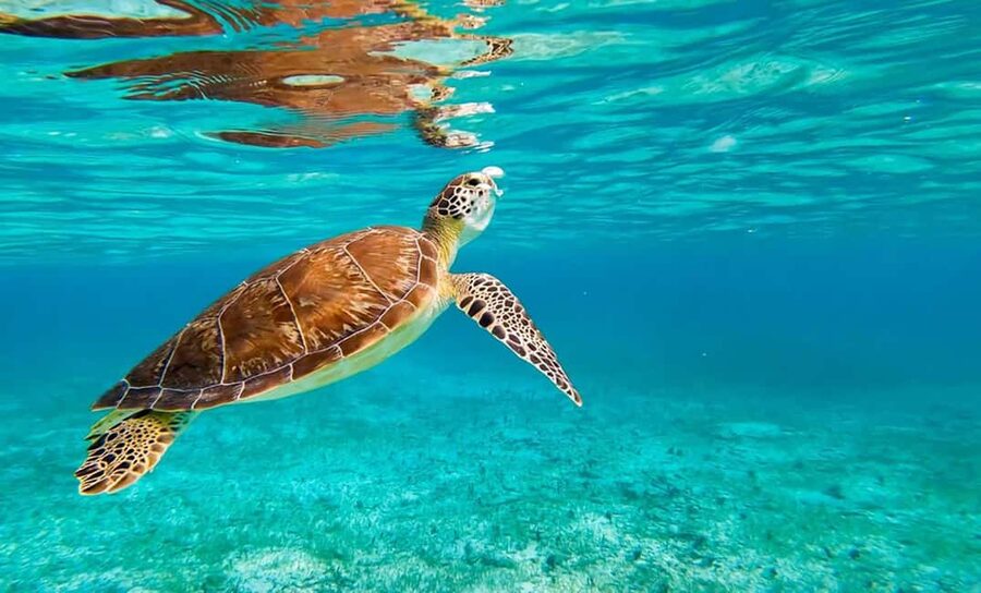 Hikkaduwa Snorkeling Tour: 2 Hours of Underwater Adventure - Exploring Hikkaduwa Beach for two hours