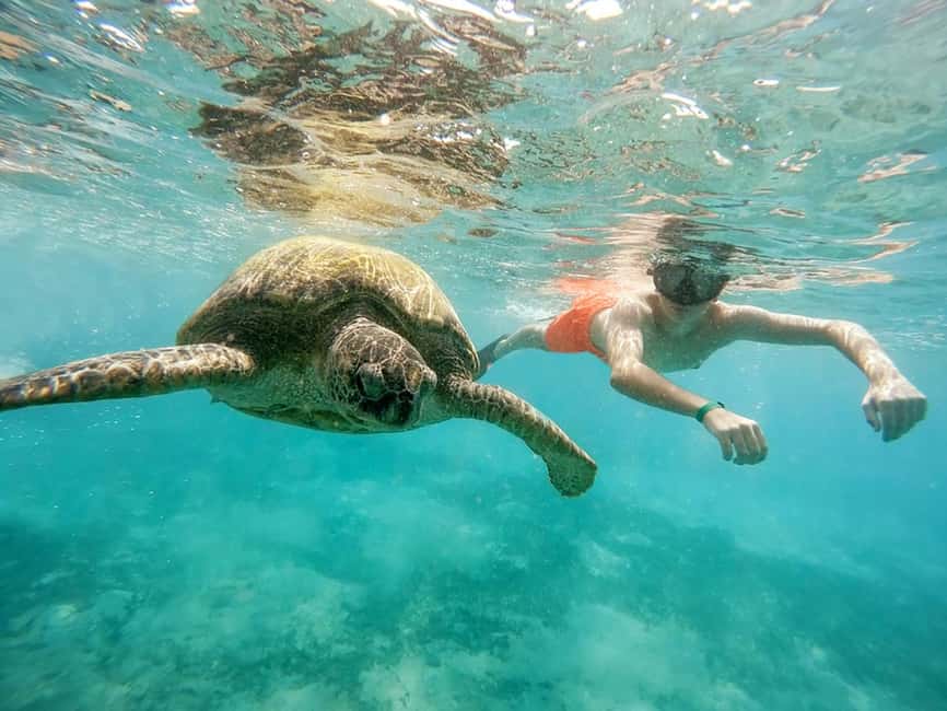 Hikkaduwa Snorkeling Tour: 2 Hours of Underwater Adventure - Coral reefs, fish, and responsible behavior