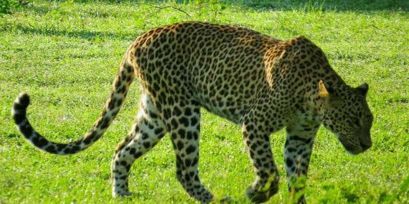 Hikkaduwa: Yala National Park Safari with Hotel Pickup - The lunch and toilet stop near Yala
