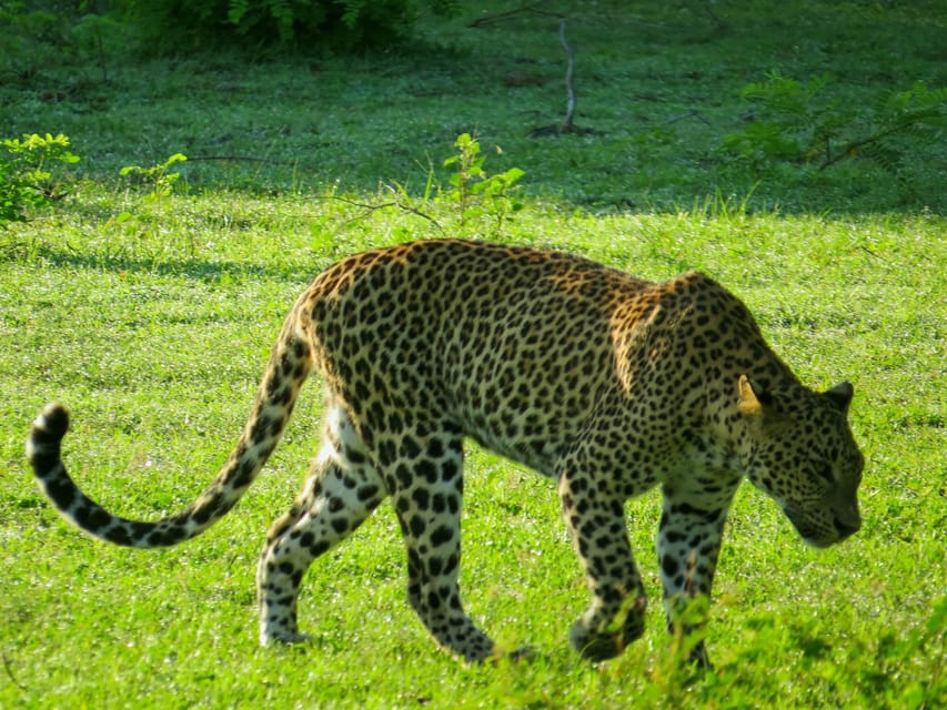 Hikkaduwa: Yala National Park Safari with Hotel Pickup - Three hours in an open-top Yala jeep