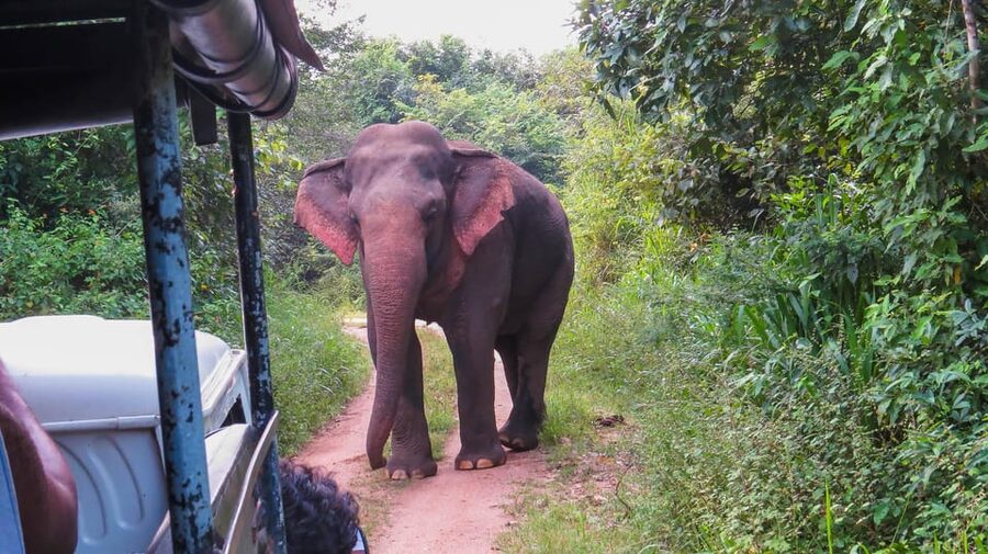 Hikkaduwa: Yala National Park Safari with Hotel Pickup - What you might see inside Yala National Park