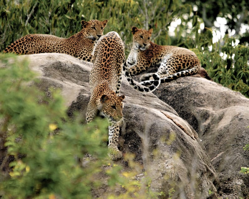 Hikkaduwa: Yala National Park Safari with Hotel Pickup - Returning to Hikkaduwa around 9:30 PM