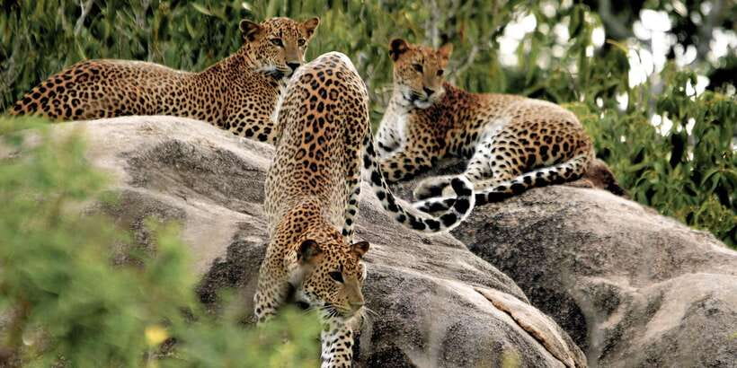Hikkaduwa: Yala National Park Safari with Hotel Pickup - Weather, cancellation, and practical planning