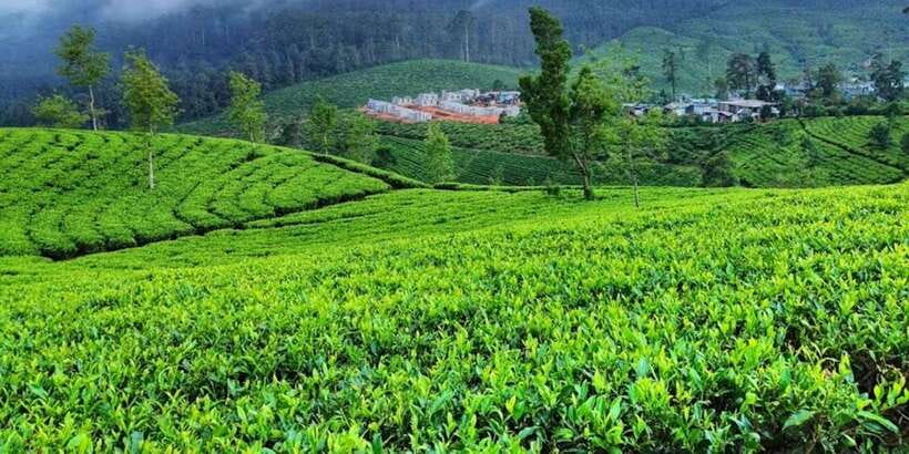 Horton plains: Discover real essence of central highland - Who will enjoy this day trip most
