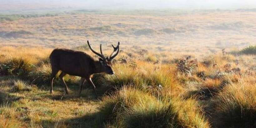 Horton plains: Discover real essence of central highland - Walking through Horton Plains