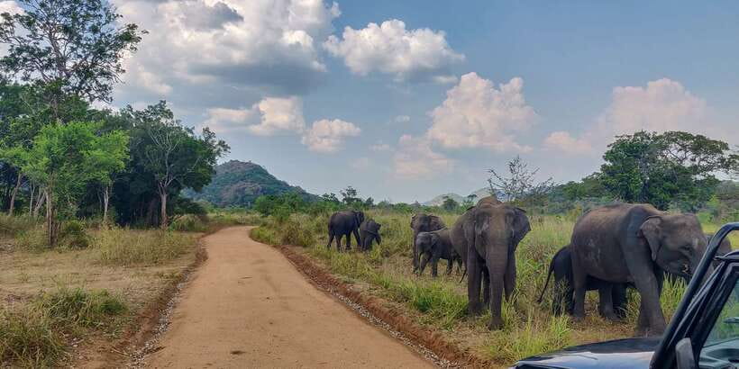 Hurulu Eco Park: 3-Hour Morning or Evening Safari - Key points before you book