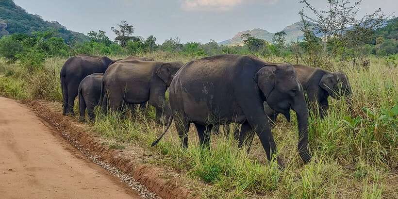 Hurulu Eco Park: 3-Hour Morning or Evening Safari - Why Hurulu Eco Park is worth your time