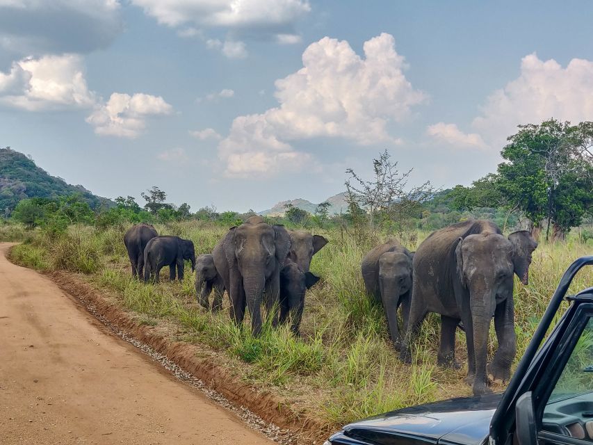 Hurulu Eco Park: 3-Hour Morning or Evening Safari - What three hours in the reserve feels like