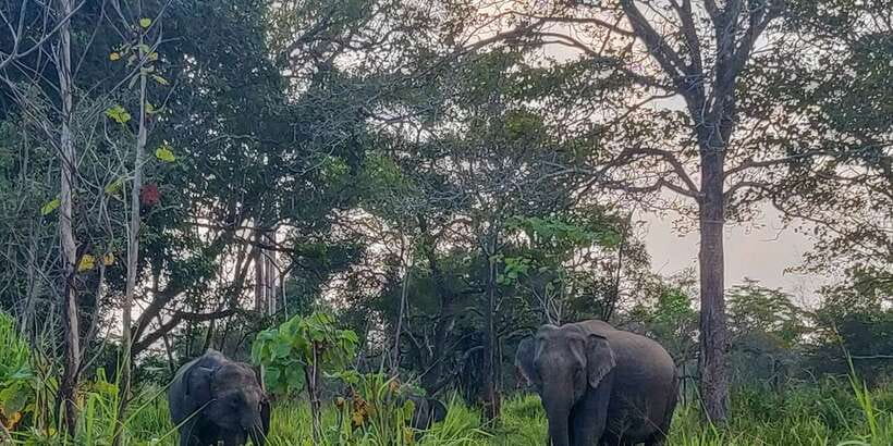 Hurulu Eco Park: 3-Hour Morning or Evening Safari - The morning or evening timing