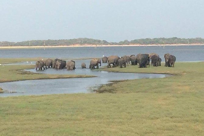 Hurulu eco park jeep safari - Key points to know before you book
