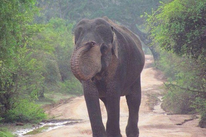 Hurulu eco park jeep safari - What kind of safari is this?