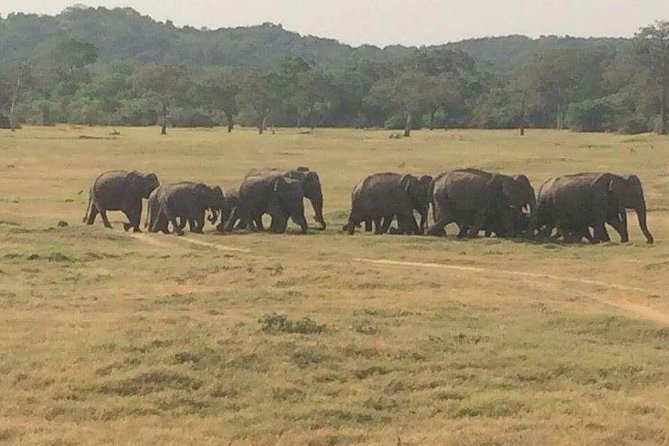 Hurulu eco park jeep safari - Why the late afternoon can be worth choosing