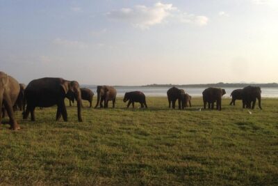 Hurulu eco park jeep safari