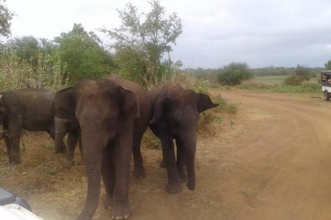Hurulu eco park jeep safari - Elephants, lake views, and realistic expectations