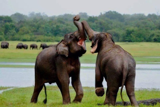 Hurulu eco park jeep safari - Who will enjoy this private safari?