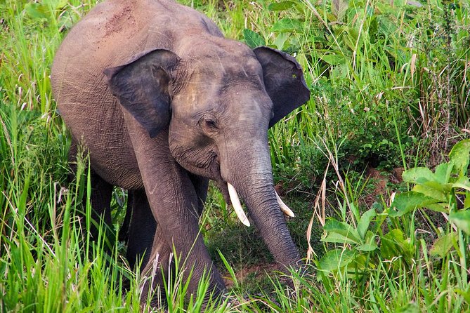 Hurulu Eco Park Private Safari - Why Hurulu is a strong elephant stop near Habarana