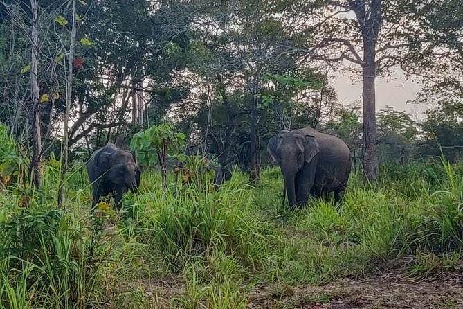 Hurulu Eco Park Private Safari - Beyond elephants: possible wildlife sightings