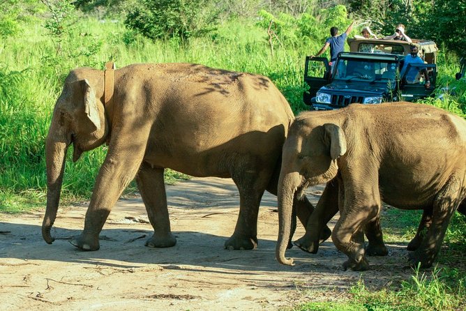 Hurulu Eco Park Private Safari - Morning or afternoon: choosing your safari time