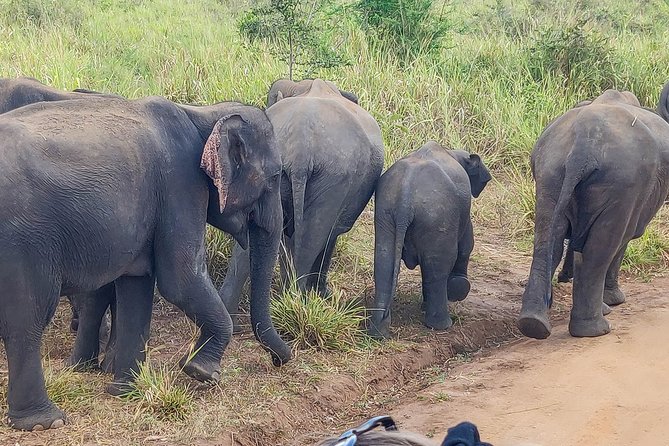 Hurulu Eco Park Private Safari - Is the $27 price good value?
