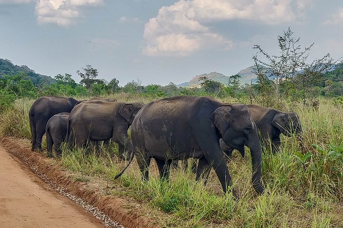Hurulu Eco Park Private Safari - Pickup, tickets, and other practical details
