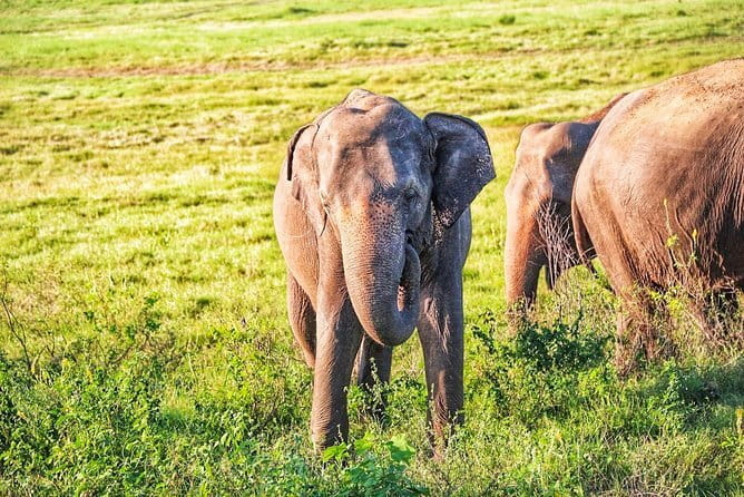 Hurulu Eco Park Private Safari with Naturalist - The 4WD jeep and the three-hour route