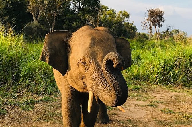 Hurulu Eco Park Private Safari with Naturalist - Birds, buffalo, and the smaller details