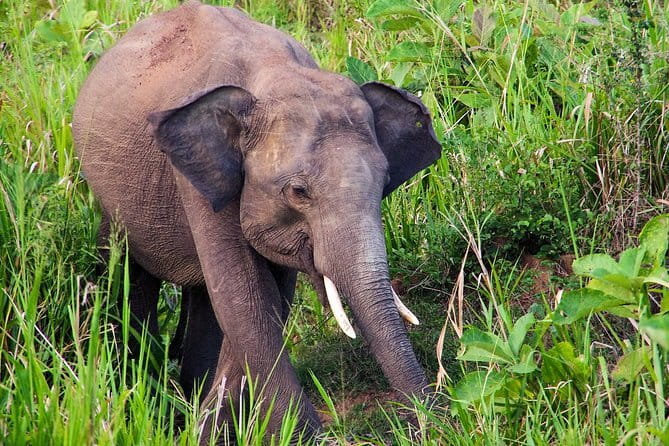 Hurulu Eco Park Private Safari with Naturalist - Starting at the Hurulu Eco Park gate