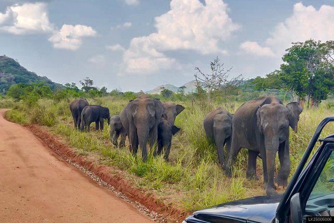Hurulu Eco Park Private Safari - Watching elephants without turning the encounter into a circus