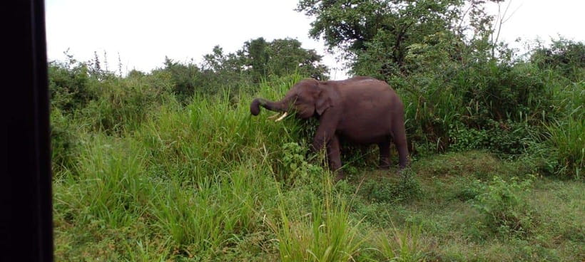 Hurulu Eco Park Safari - Why Hurulu Eco Park matters for elephant watching