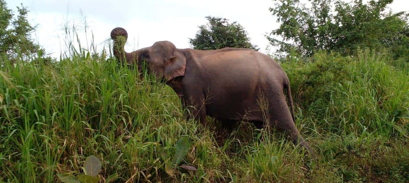 Hurulu Eco Park Safari - Finding elephants in Hurulu’s dry forest