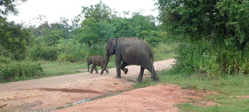 Hurulu Eco Park Safari - A forest shaped by rain and dry months