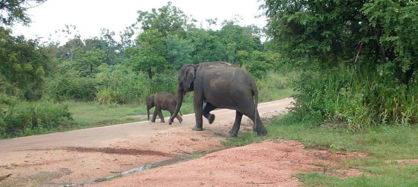 Hurulu Eco Park Safari - The three-hour safari experience