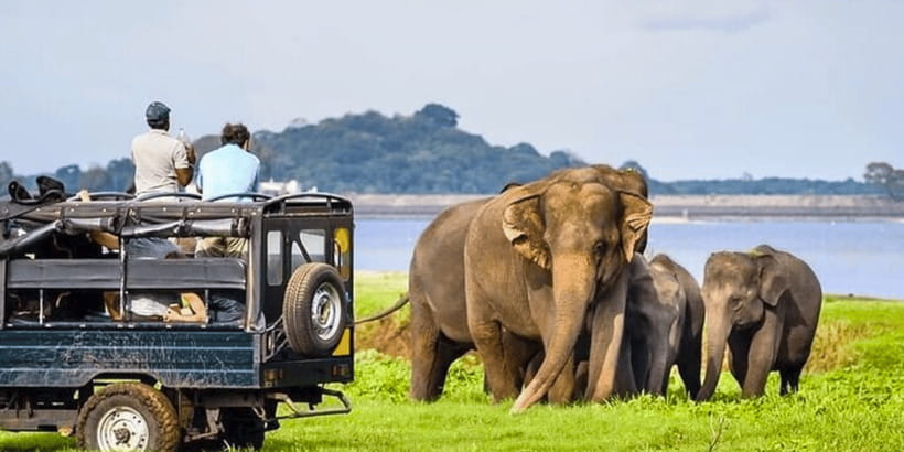 Jeep Safari to Udawalawa National Park from Colombo - Key points to know before booking