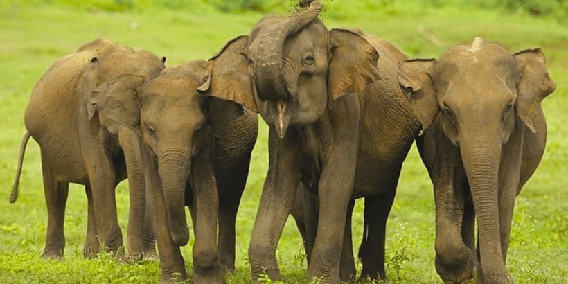 Jeep Safari to Udawalawa National Park from Colombo - Four hours among Udawalawe’s elephants