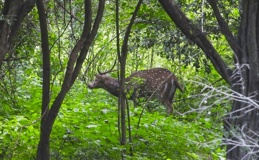 Jeep Safari to Udawalawa National Park from Colombo - Who gets the best value from this tour