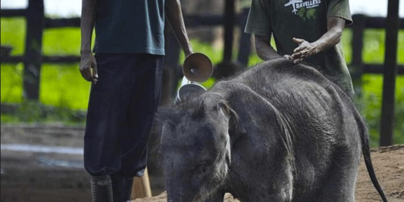 Jeep Safari to Udawalawa National Park from Colombo - Starting from Colombo or Negombo