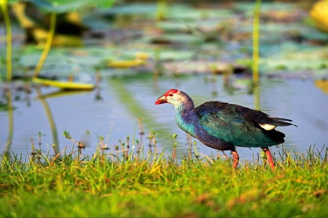 Kalametiya Bird Sanctuary Catamaran Bird Watching Tour - Key points at a glance