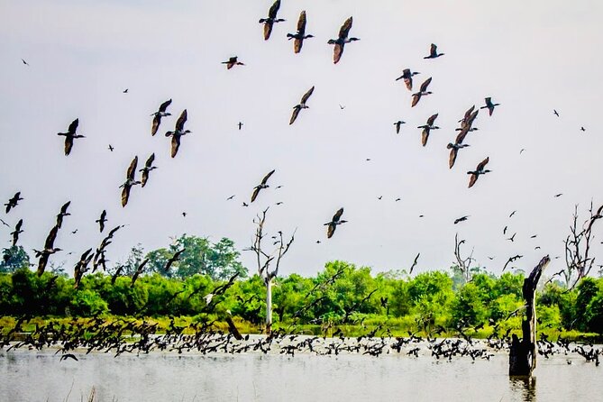 Kalametiya Bird Sanctuary Catamaran Bird Watching Tour - Two to three hours on the lagoon