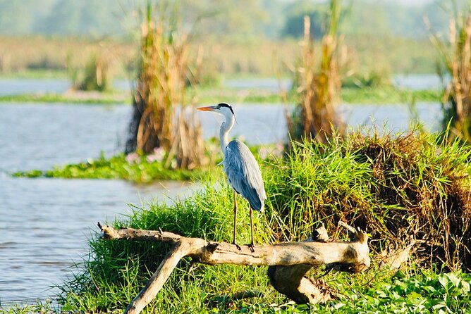 Kalametiya Bird Sanctuary Catamaran Bird Watching Tour - Catamaran comfort versus the paddle option